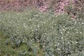 Image result for Argemone ochroleuca