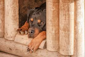 A nod to their sweetness and strength combined. The 113 Most Popular Rottweiler Names Of 2020 The Dog People