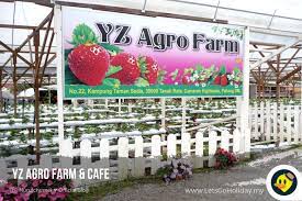 Tapi,di tanah tinggi cameron highland terdapat lambakan pengusaha. 3 Ladang Strawberry Yang Popular Di Cameron Highland C Letsgoholiday My