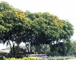 Image result for Pterocarpus indicus