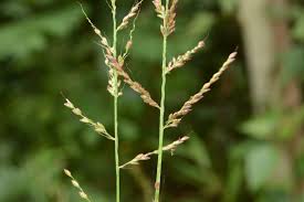 Image result for Arundinella