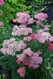 Check spelling or type a new query. Apricot Delight Yarrow Achillea Millefolium Apricot Delight In Vancouver Victoria Burnaby Penticton Coquitlam British Columbia Bc At Gardenworks