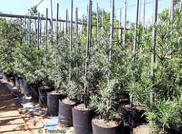 Image result for Podocarpus latifolius