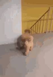 There are three main reasons when a dog afraid of stairs won't use them: The Grudge Coming Down The Stairs Gifs Tenor