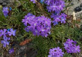 Image result for Verbena aristigera