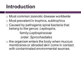 Hirschsprung disease (hd) is a birth defect where the nerve cells are hirschsprung disease happens in 1 in every 5000 children. Leptospirosis In Malaysia Ppt Video Online Download