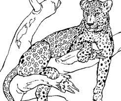 lion et lionne coloriage en ligne gratuit a imprimer sur tv animaux dessin jaguar de cochon