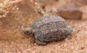 Speckled Tortoise Knowledge Base Lookseek Com