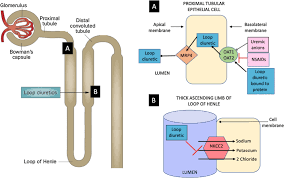 Image result for Diuretic