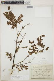 Image result for Abrus melanospermus