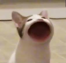 Pop cat, refers to a series of videos in which use two images of a cat named oatmeal, one with its mouth closed, and the other photoshopped as if the cat is holding it wide open in the shape of an o. Wide Mouth Singing Cat Photo 2 Pop Cat Pop Cat Cat Memes Singing Meme
