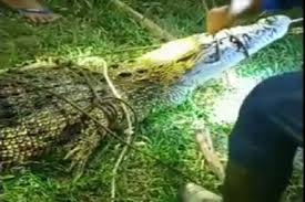 Lidah buaya sangat mudah untuk dikenali. Penampung Lidah Buaya Di Sumatera Utara Warga Langkat Tangkap Buaya Ukuran Besar Lidah Buaya Termasuk Tanaman Sukulen Sehingga Dapat Sakit Akibat Kelebihan Air Kekurangan Air Serta Faktor Lingkungan Lainnya
