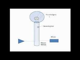 The Neurological System Part 1 Ati Detailed Login Instructions Loginnote