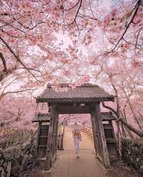 They are swooned over during picnics. 11 11 On Twitter Cherry Blossom Japan Cherry Blossom Wallpaper Nature Photography