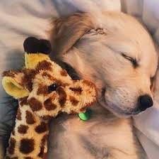 Pinterest Mylittlejourney Tumblr Toxicangel Twitter Stef Giordano Ig Stefgphotography Cute Baby Animals Cute Animals Golden Retriever Baby