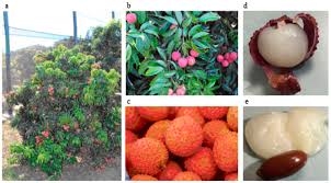 Image result for Litchi chinensis