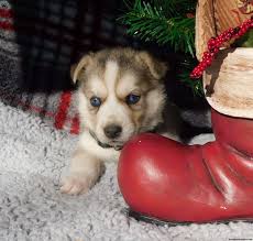 Our puppies are born & raised in our home around other dogs & children. Oscar Siberian Husky Mix Puppy For Sale In Virginia