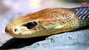 تفسير حلم الثعبان Snake Animals Stuff To Buy