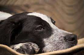 Degeneration Of The Cerebellum Of The Brain In Dogs Symptoms Causes Diagnosis Treatment Recovery Management Cost