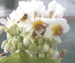Image result for Sparrmannia