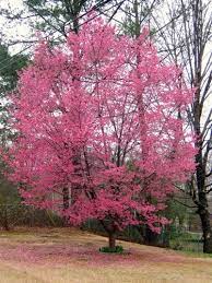 They dislike shallow, sandy or badly drained soils. Okame Flowering Cherry