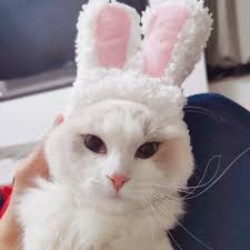 Cat bunny rabbit ears hat cap, pets cosplay costumes for dogs and cats, Pet  Supplies, Homes & Other Pet Accessories on Carousell