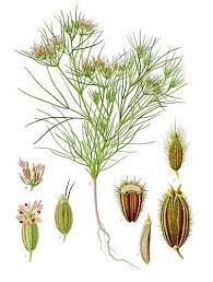 Star anise ( bunga lawang), cinnamon or cassia ( kulit kayu manis) , cardamom ( pelaga) and clove ( bunga cengkih) that are always found in malay food. Cumin Malay Meaning Of Cumin