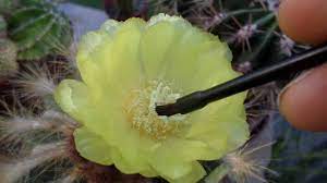 For example, cactus species with white flowers, nocturnal anthesis and extended floral cycles would present generalized pollination systems in which both nocturnal and. How To Pollinate Cactus Flowers Parodia Magnifica Youtube