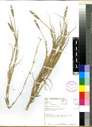 Image result for Sporobolus sanguineus