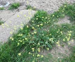 Vine with profuse yellow flowers. Texas Invasives