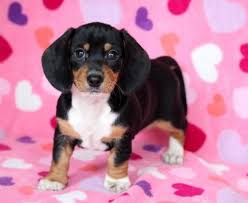 41 Dachshund Puppies Ideas Dachshund Puppies Puppies Dachshund