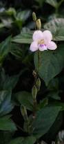 Image result for Pentas micrantha