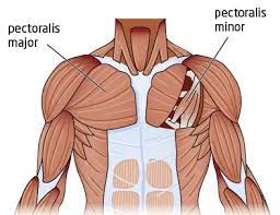 This allows you to determine what size and shape to make each muscle. Tight Chest Muscles Why Your Upper Back Is The Key To Their Release Laguna Orthopedic Rehabilitation