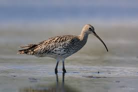 Ce document est soumis au droit d'auteur. A Noirmoutier Le 3 Aout L Ocean Le Polder Les Oiseaux Et Les Fusils Aspas Association Pour La Protection Des Animaux Sauvages