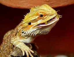No, they cannot as its toxic to bearded dragons. Bearded Dragon Complete Diet And Feeding Guide 101 Care Guides For Pet Lizards