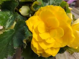 Image result for Rungia grandis