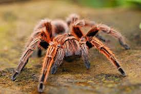 So, why do spiders invade my home? Spider Diet What Do Spiders Eat