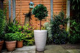 Pin On Pot Plants Outdoor