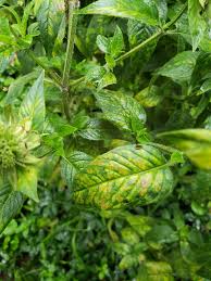 Maybe you would like to learn more about one of these? Bee Balm Not Doing Well 473318 Ask Extension