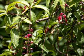 Image result for Vernonia auriculifera