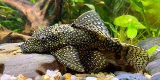 Jadi, bermanfaat juga sebagai tanaman pembersih dan penjernih air kolam koi. Ini Dia 10 Jenis Ikan Pemakan Lumut Beserta Harganya