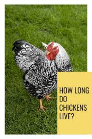 Their laying cycle stops in the 2nd year. How Long Do Chickens Live Chickens Backyard Raising Backyard Chickens Chicken Livers