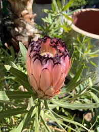 Image result for Protea micans