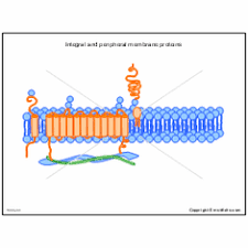 Some of their functions are; Integral And Peripheral Membrane Proteins Illustrations