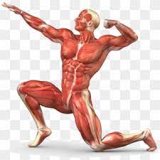 Practice quiz & test prep for students and teachers. Muscle Transparent Body Unlabeled Human Muscular System Hd Png Download 3022x2974 6547961 Pngfind