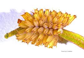 Image result for Paropsia braunii