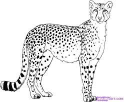 Hand position was actually quite small: Drawing Of A Cheetah Easy Novocom Top