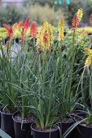 Image result for Kniphofia princeae
