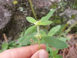 Image result for Mitracarpus