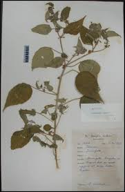 Image result for Triumfetta annua